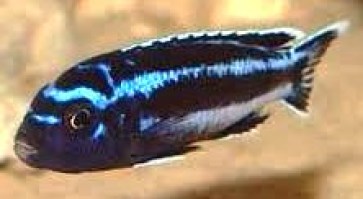 Melanochromis maigano 1